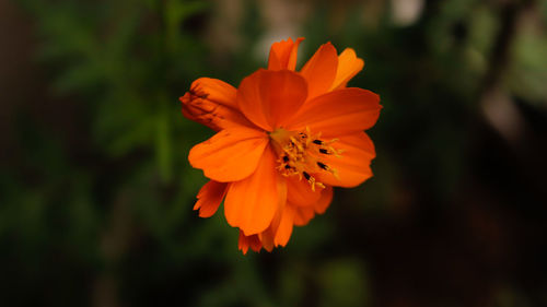 Close-up of orange flower