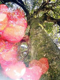 Close-up of red leaves