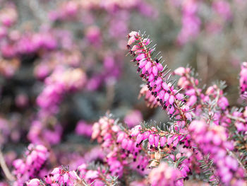 Blooming calluna vulgaris, heather, ling. spring background with sun shining through pink flowers.