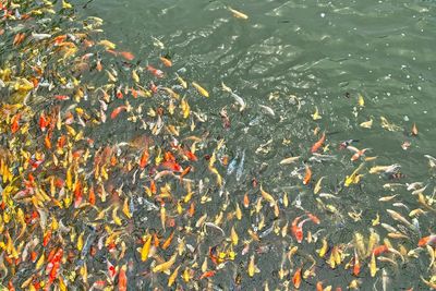 High angle view of fish in water