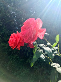 Close-up of pink rose flower