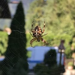 Close-up of spider on web