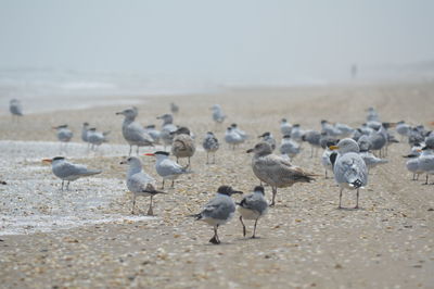 Flock of seagulls on beach