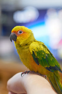 Close-up of parrot perching on a hand