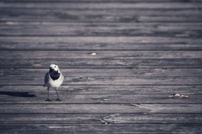 Close-up of seagull perching on wooden table