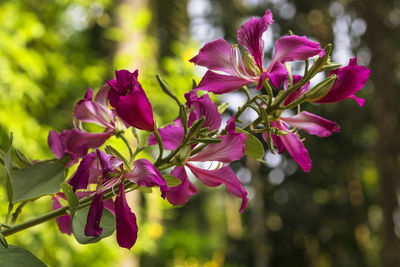 Close-up of pink flowering plant