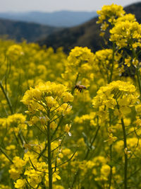 Close-up of bee pollinating on yellow flower