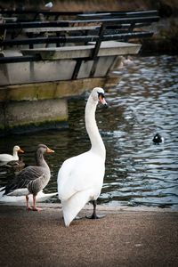 Ducks on a lake