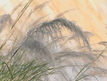 Close-up of plant against white background