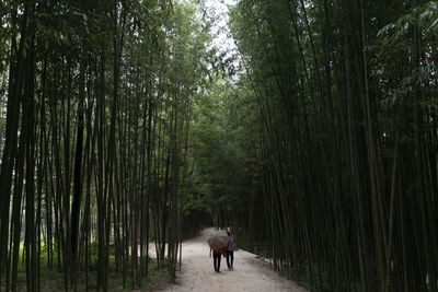 Rear view of person walking on bamboo trees in forest