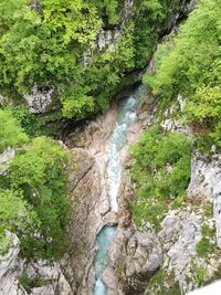 River amidst trees in forest