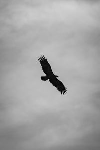 Low angle view of eagle flying in sky