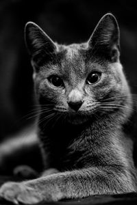 Close-up of cat