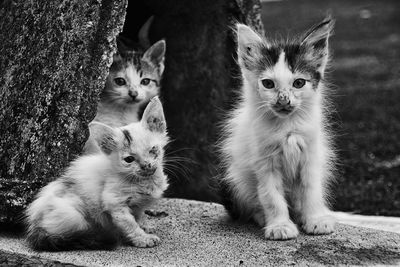 Close-up of cats sitting outdoors