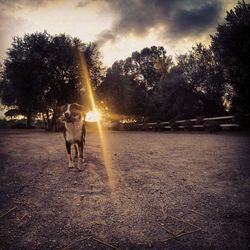 Dog standing on landscape at sunset