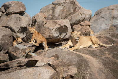 Big cat and cubs on rock