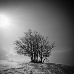 Sun shining through bare trees