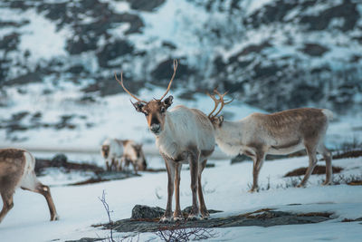Herd of deer on snow covered field