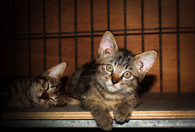 There are two kitten in the cage, one of them looking at camera and th other fall a sleep 