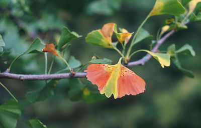 Close-up of autumnal leaves against blurred background