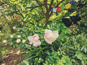 Close-up of rose plant