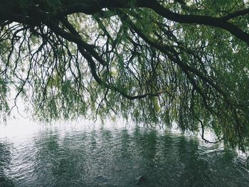 Scenic view of river in forest against sky