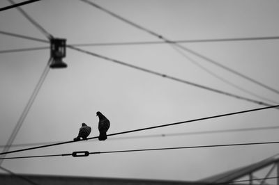 Pigeons perching on cable against sky