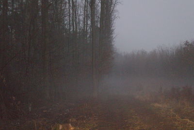 Scenic view of forest against sky