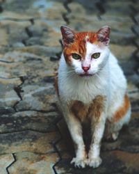 Portrait of cat sitting outdoors