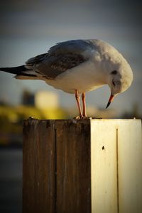 Close-up of seagull perching on wooden post