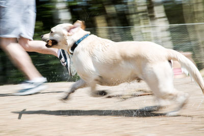 Low section of man with dog running by lake