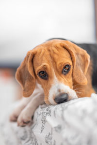 pet