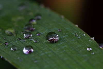 Close-up of insect on wet leaf