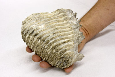 High angle view of person hand on white background