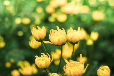 Close-up of flowering plant