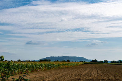 Scenic view of agricultural field against sky