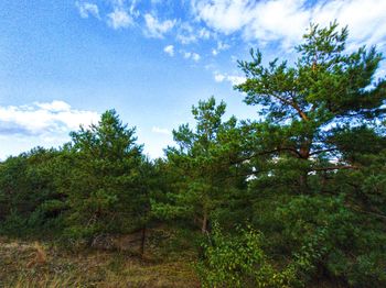 Low angle view of trees against sky