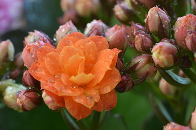 Close-up of water drops on pink rose