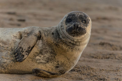 High angle view of sea lion