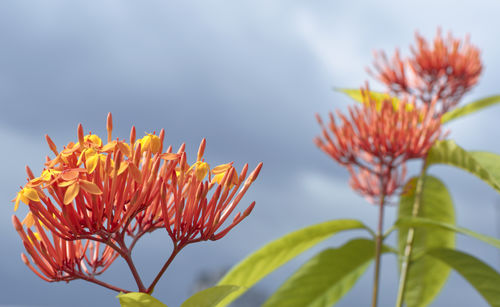 Close-up of red flowering plant against sky