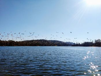 Birds flying over lake against sky