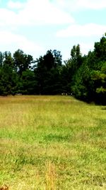 Scenic view of grassy field against sky