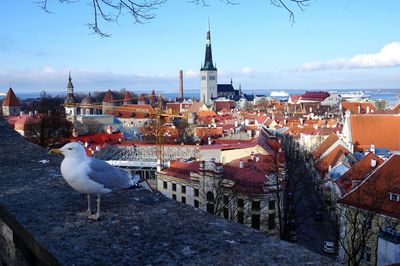 Bird perching in city against sky