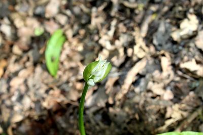 Close-up of flower growing outdoors