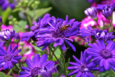 Close-up of purple flowers blooming