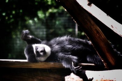 Black and white colobus relaxing on bench at zoo