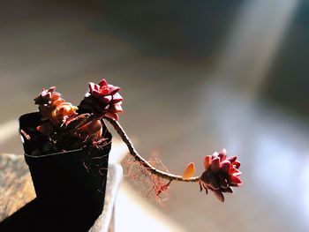 Close-up of red flowering plant against sky