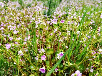 Close-up of purple flowering plants on field