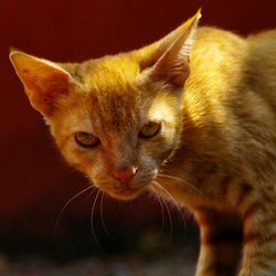 Close-up portrait of cat