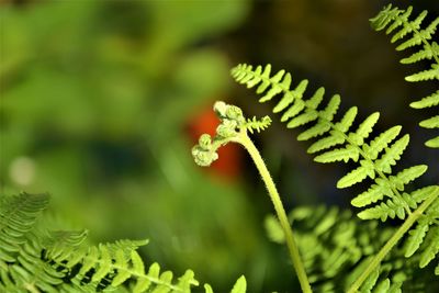 Close-up of fern